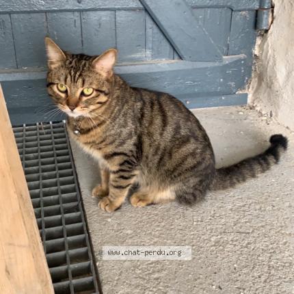 Foto 1/1 Zambo Chat perdido en Cergy