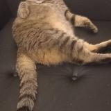 Foto del gato perdido en Longue Jumelles