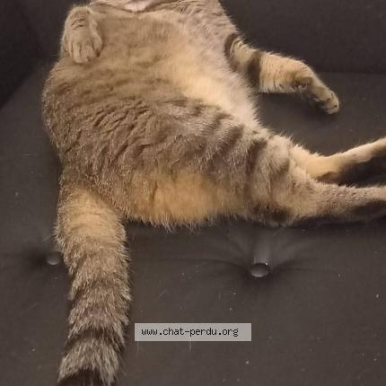 Foto 1/1 Loutcho Chat perdido en Longue jumelles