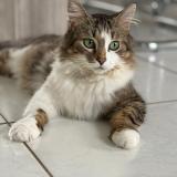 Foto del gato perdido en Descartes