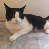 Foto del gato perdido en Saint Martin Le Beau