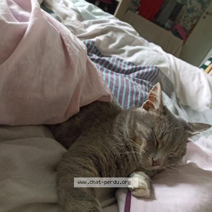 Foto 1/1 Mimie Chat perdido en Herenguerville