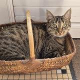 Foto del gato perdido en Cande