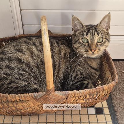 Foto 1/1 MIMI Chat perdido en Cande