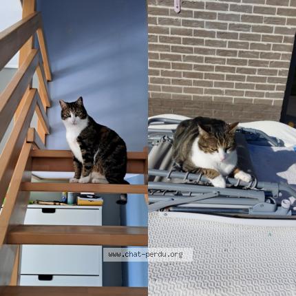 Foto 1/1 Gizmo Chat perdido en Ham sur heure nalinnes