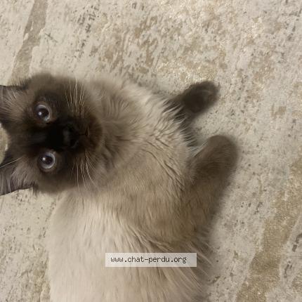 Foto 1/1 Simba Chat perdido en Nanterre