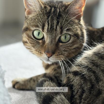 Foto 1/1 Samba Chat perdido en Sancergues