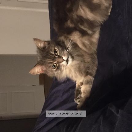 Foto 1/1 Meyko Chat perdido en Chaumont sur loire