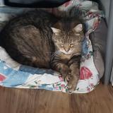 Foto del gato perdido en Claye Souilly