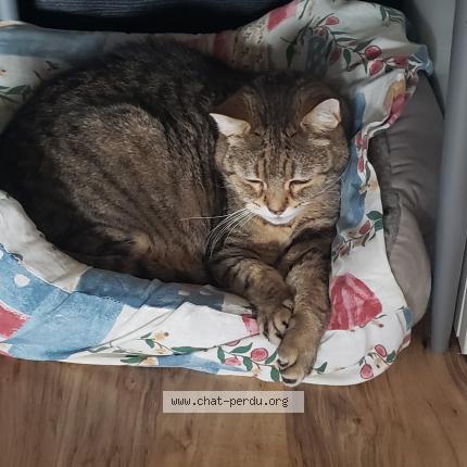 Foto 1/1 Grizzly Chat perdido en Claye souilly