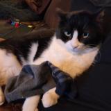 Foto del gato perdido en St Medard En Jalles