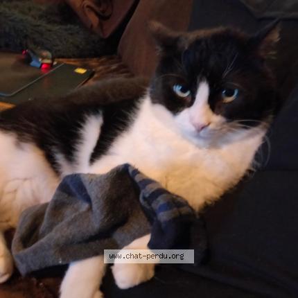 Foto 1/1 PIPA Chat perdido en St medard en jalles