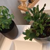 Foto del gato perdido en Valcourt