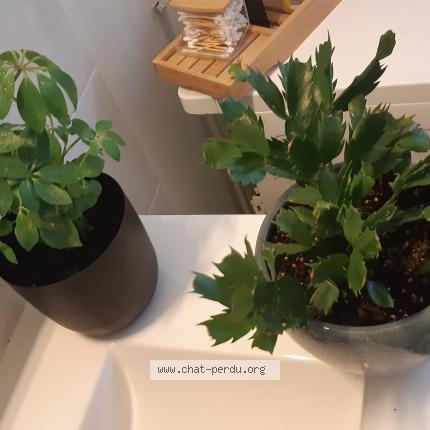 Foto 1/1 Woopy Chat perdido en Valcourt