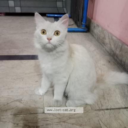 Foto 1/1 Coco Chat perdido en Lahore