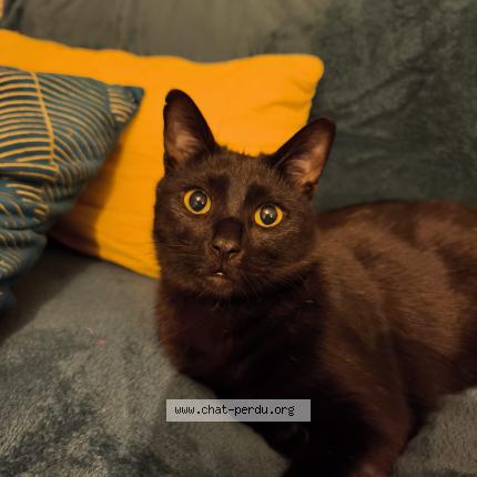 Foto 1/1 Uno Chat perdido en Chevry