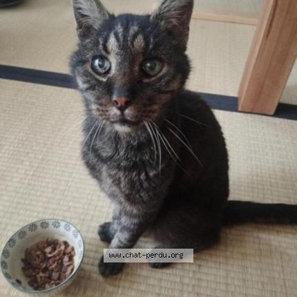 Foto 1/1 CHAMAN Chat perdido en Montpellier