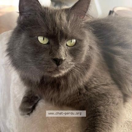 Foto 1/1 Pedro Chat perdido en Bruxelles