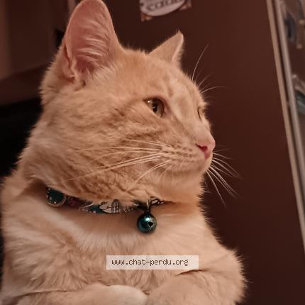 Foto 1/1 Velours Chat perdido en Pleugriffet