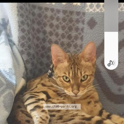 Foto 1/1 Ran Chat perdido en Clermont ferrand