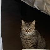 Foto del gato perdido en Moliets Plage