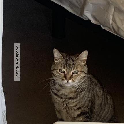 Foto 1/3 Jade Chat perdido en Moliets plage