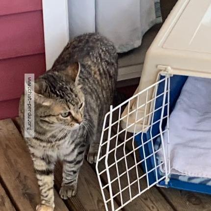 Foto 2/3 Jade Chat perdido en Moliets plage