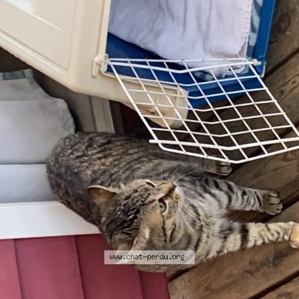 Foto 3/3 Jade Chat perdido en Moliets plage