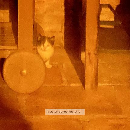 Foto 1/3 Gato encontrado Encontrado en Lauzerville