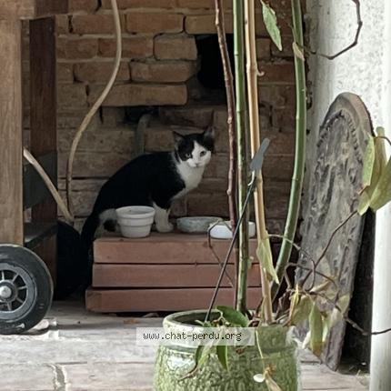 Foto 2/3 Gato encontrado Encontrado en Lauzerville