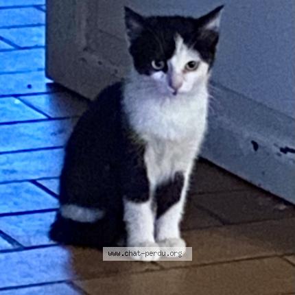 Foto 3/3 Gato encontrado Encontrado en Lauzerville