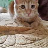 Foto del gato perdido en Bangalore