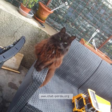 Foto 1/1 Mimine Chat perdido en Pommier de beaurepaire