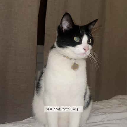 Foto 1/1 hera Chat perdido en Aix les bains