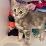 Foto del gato perdido en Brindas