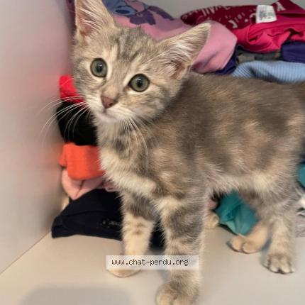 Foto 1/1 Chips Chat perdido en Brindas