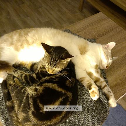 Foto 1/1 Willow Chat perdido en Bias