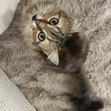 Foto del gato perdido en Beaumont De Lomagne