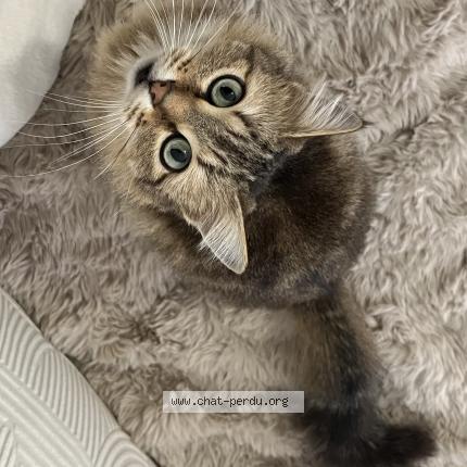 Foto 1/1 Haru Chat perdido en Beaumont de lomagne