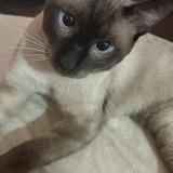 Foto del gato perdido en Staoueli