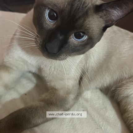 Foto 1/1 Simba Chat perdido en Staoueli