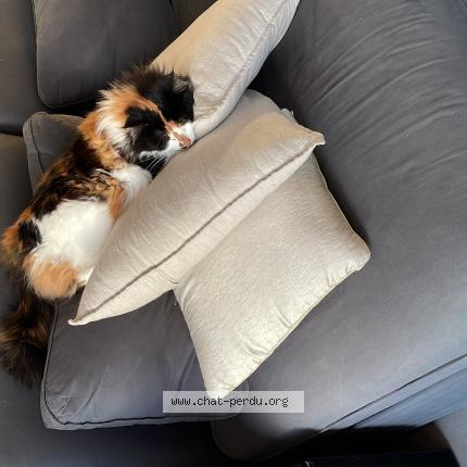 Foto 1/1 Moumie Chat perdido en Tonnay charente