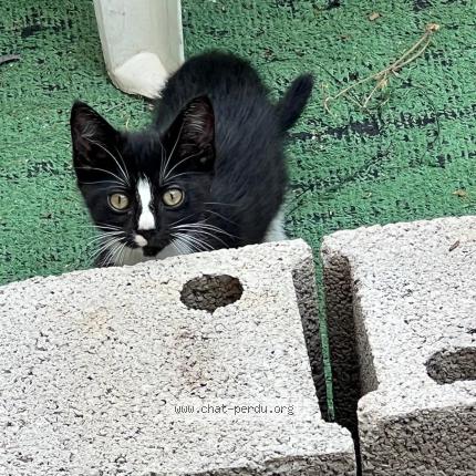 Foto 1/1 Minouche Chat perdido en Perpignan