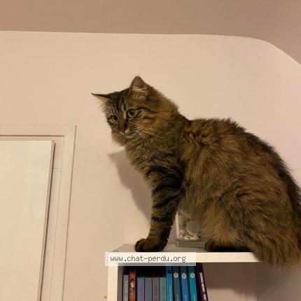 Foto 1/1 Mistigri Chat perdido en Elven