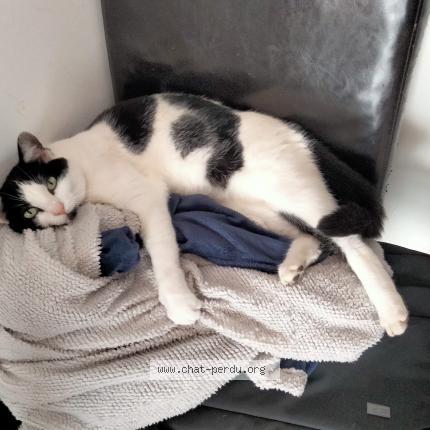 Foto 1/1 Cheyenne Chat perdido en Langrune sur mer