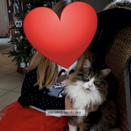 Foto 1/1 Rita Chat perdido en Sainte suzanne sur vire