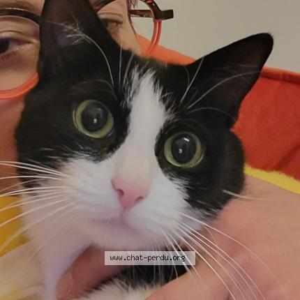 Foto 2/2 NALA Chat perdido en Chatenay malabry