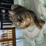 Foto del gato perdido en Viuz La Chiesaz