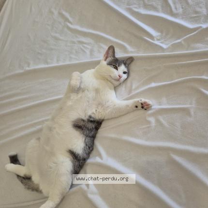 Foto 1/1 Bibi Chat perdido en Pfastatt