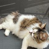 Foto del gato perdido en Agen